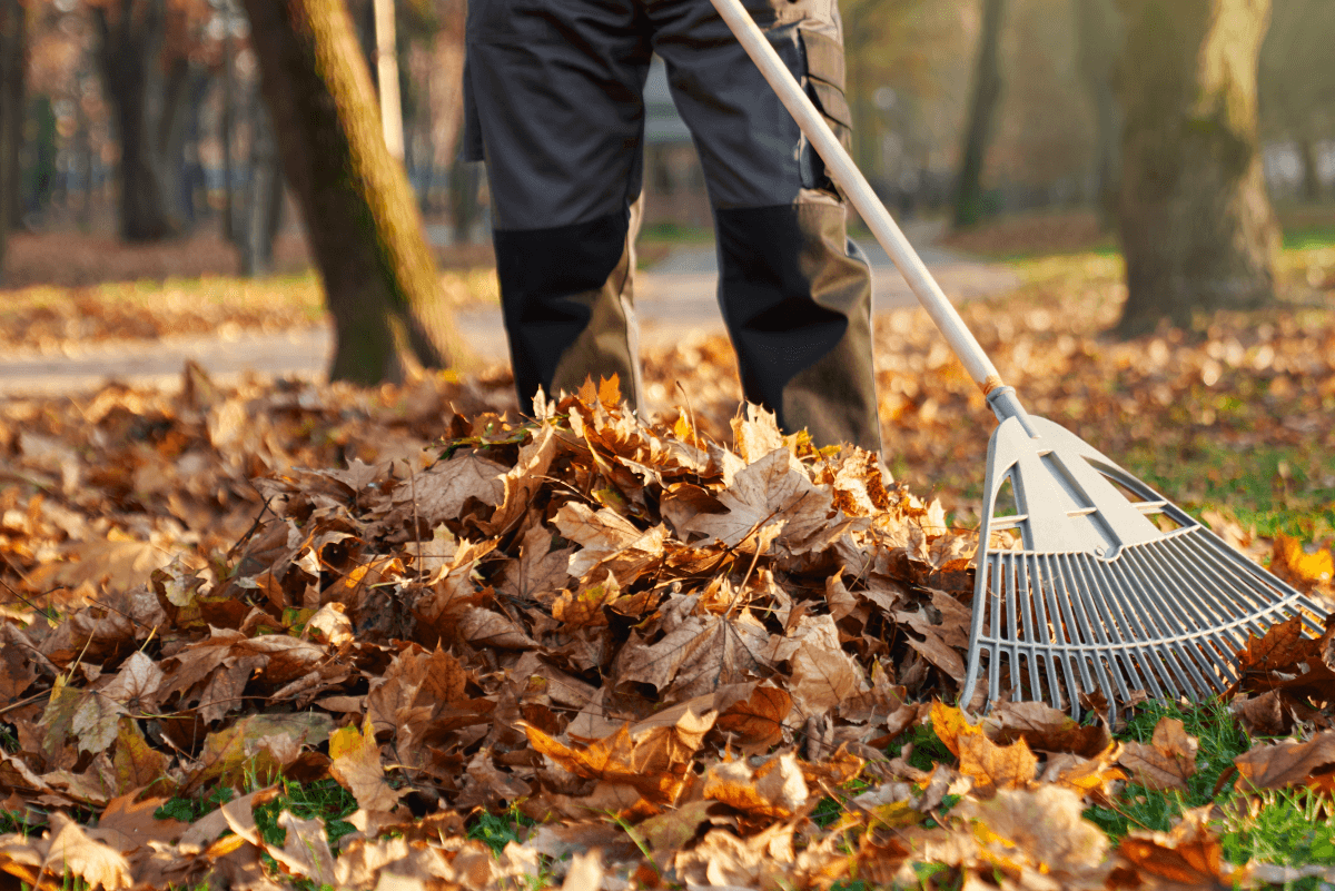 Leaf Removal in Saginaw