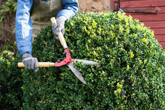 Shrub Trimming in Saginaw